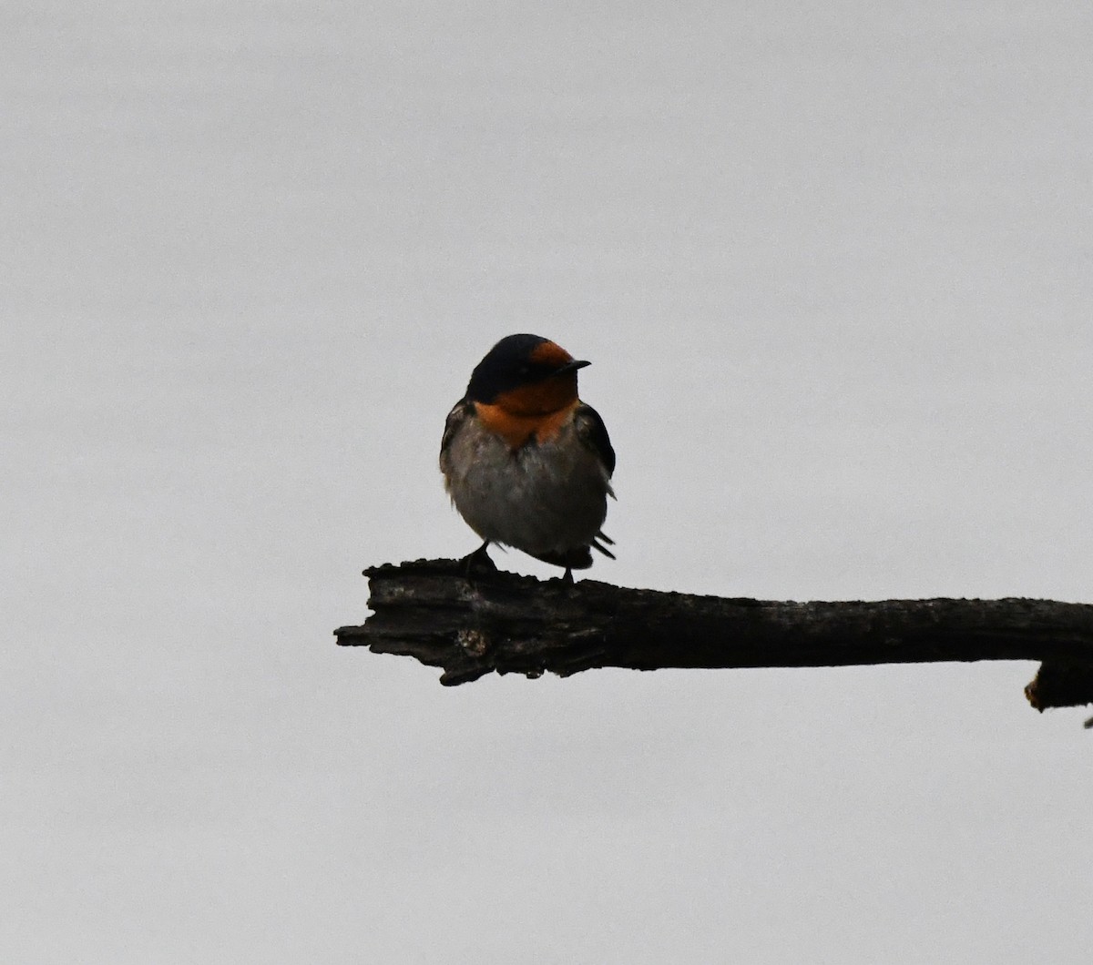 Welcome Swallow - ML637751367