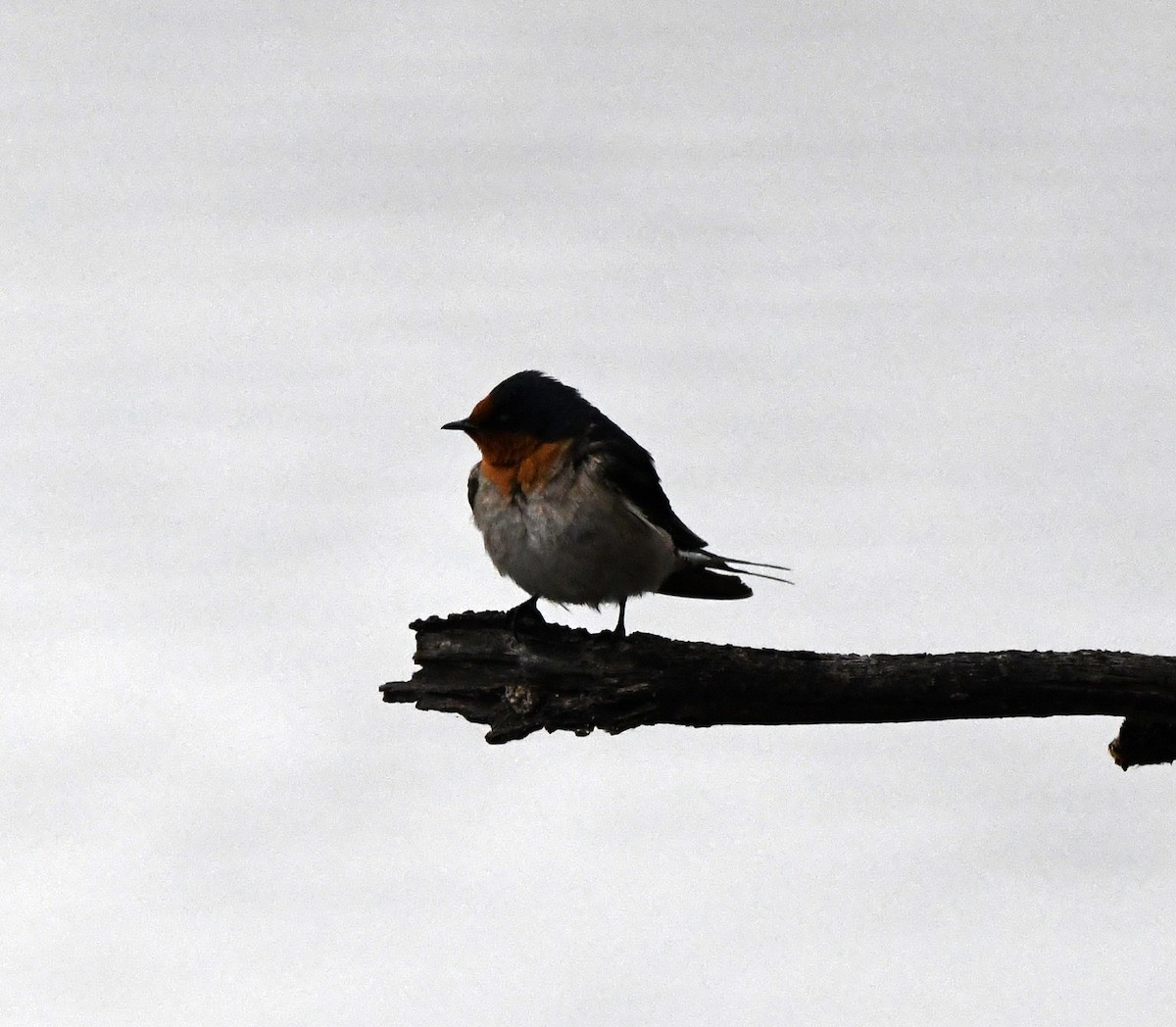 Welcome Swallow - ML637751368