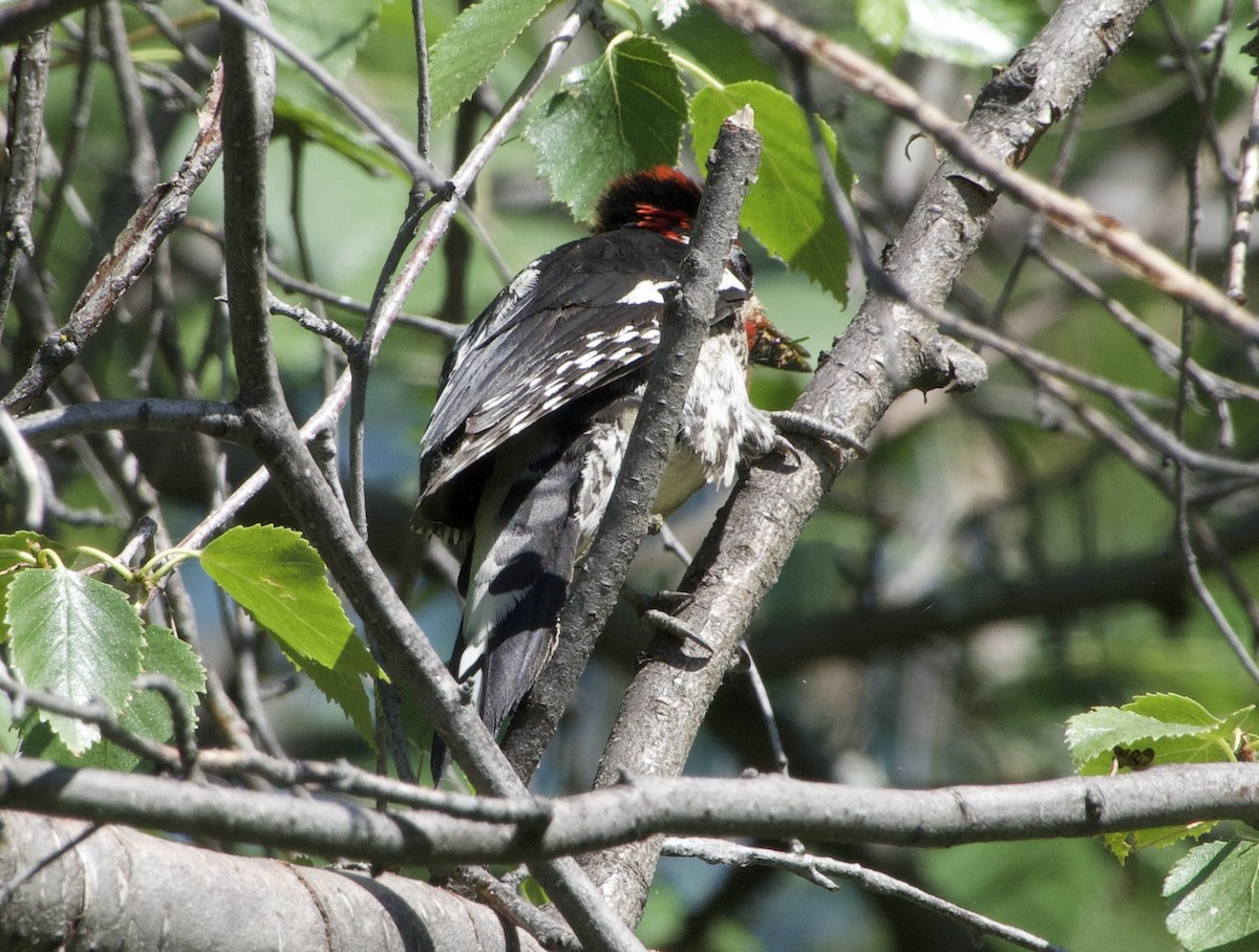 Red-naped Sapsucker - ML637751370