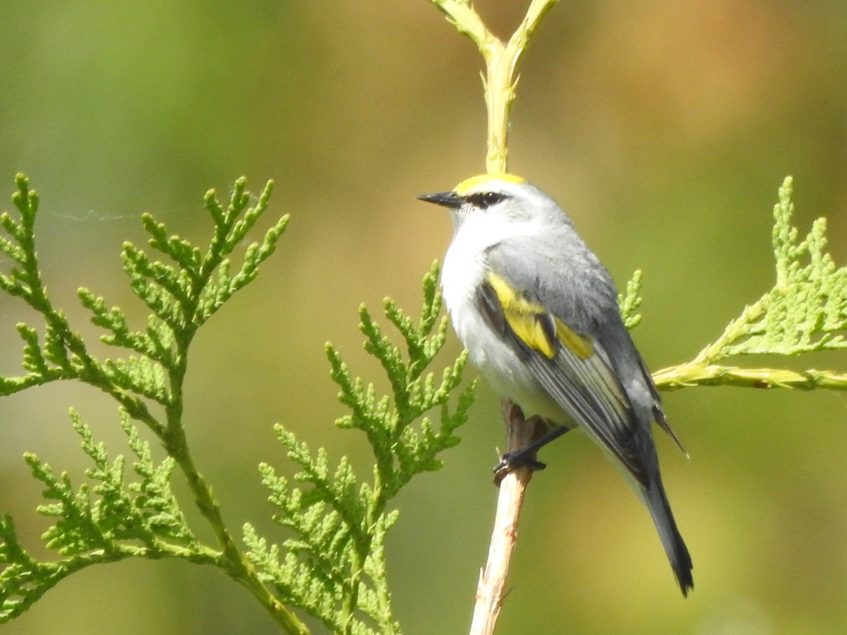Brewster's Warbler (hybrid) - ML637751372