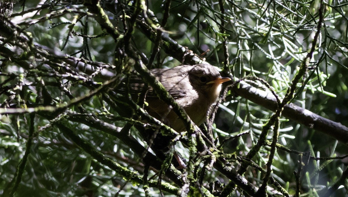 Cabanis's Wren - ML637751373