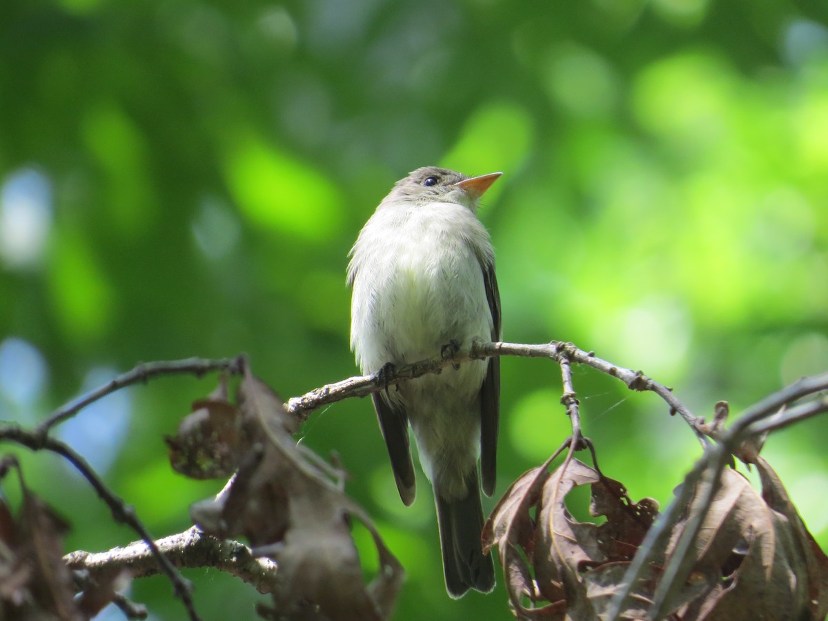 Eastern Wood-Pewee - ML637751374