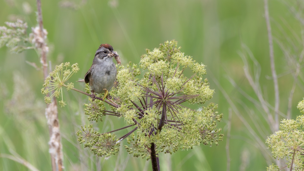 Swamp Sparrow - ML637751375