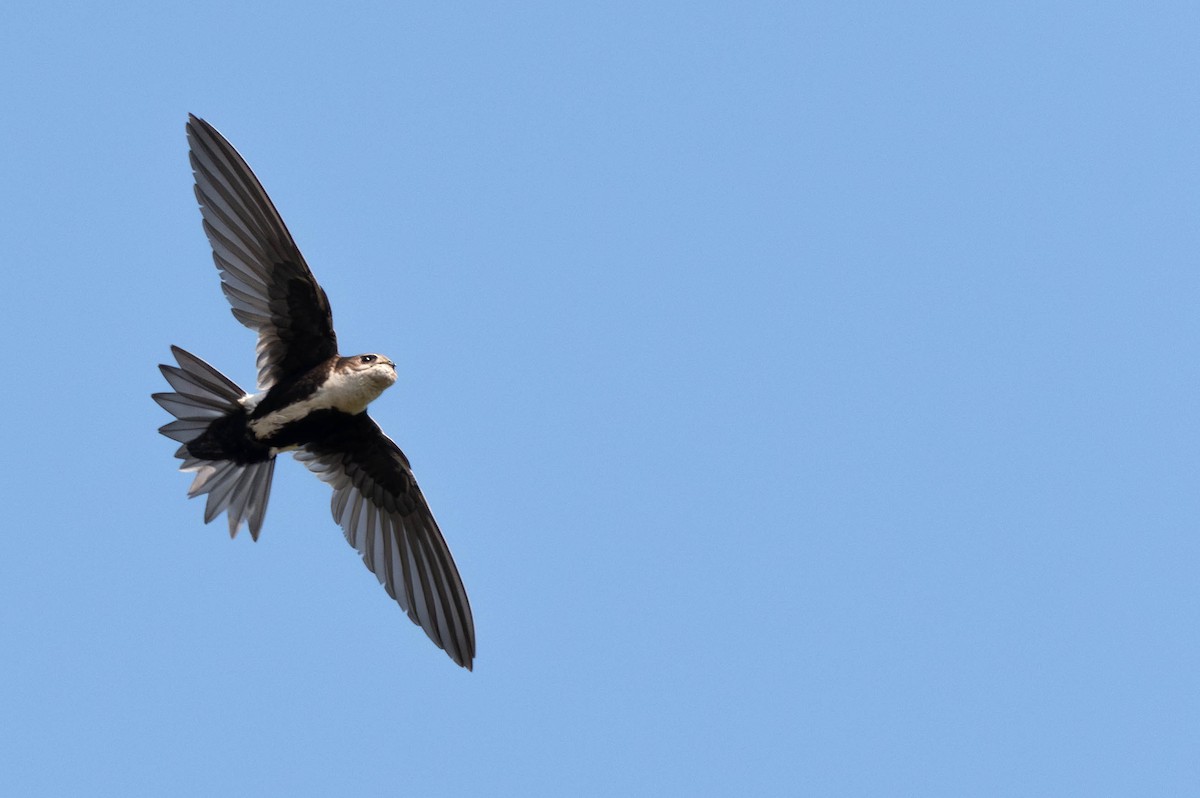 White-throated Swift - ML637751379