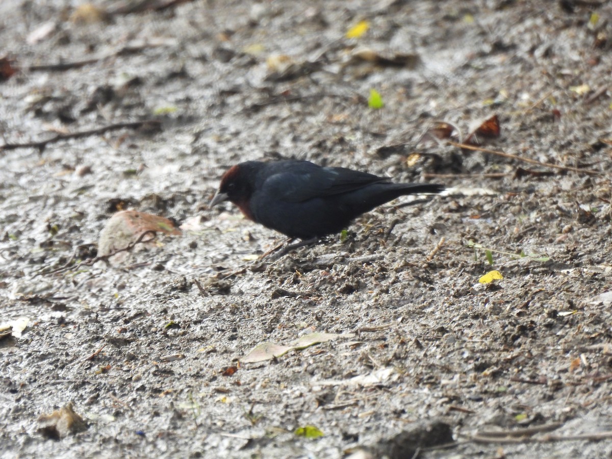 Chestnut-capped Blackbird - ML637751380