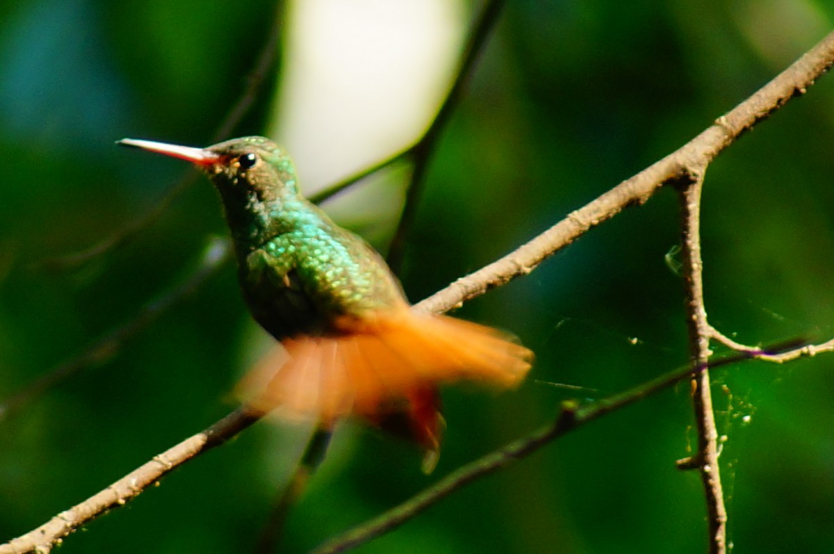 Rufous-tailed Hummingbird - ML637751381