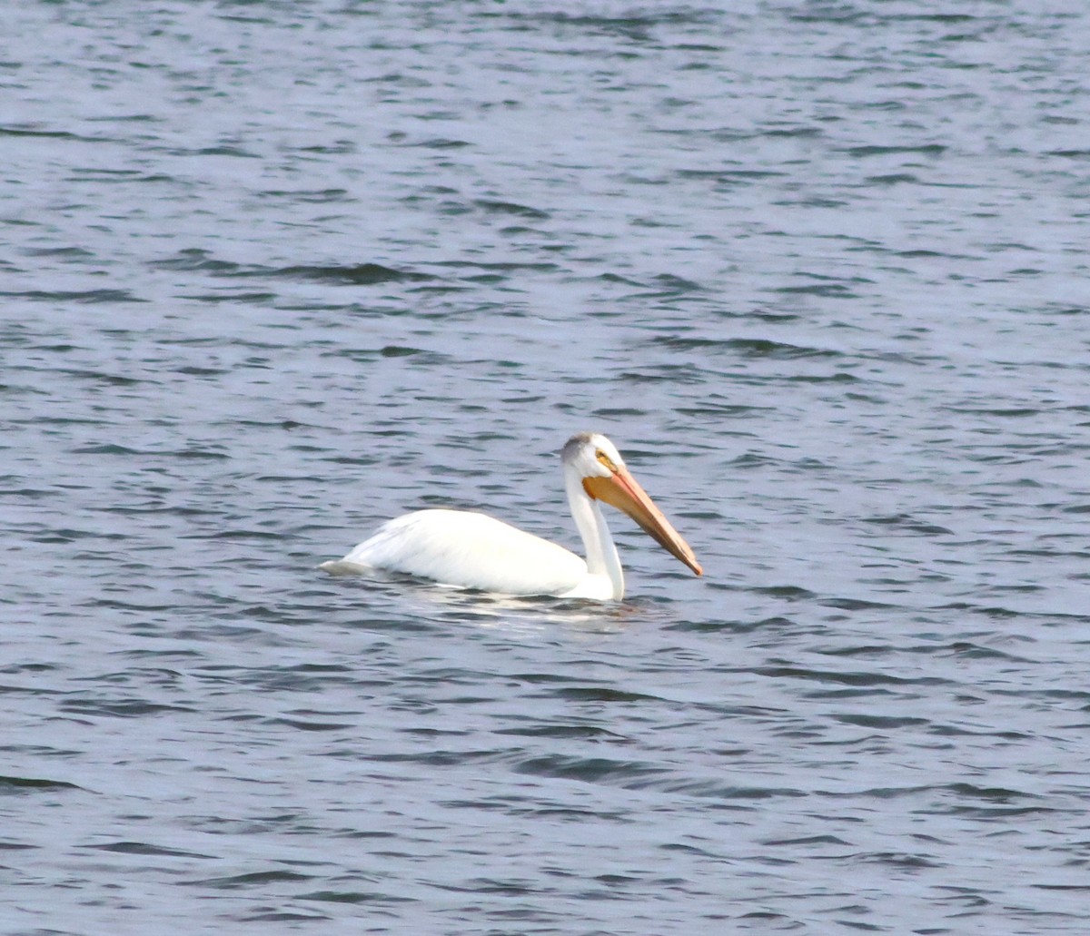 American White Pelican - ML637751383