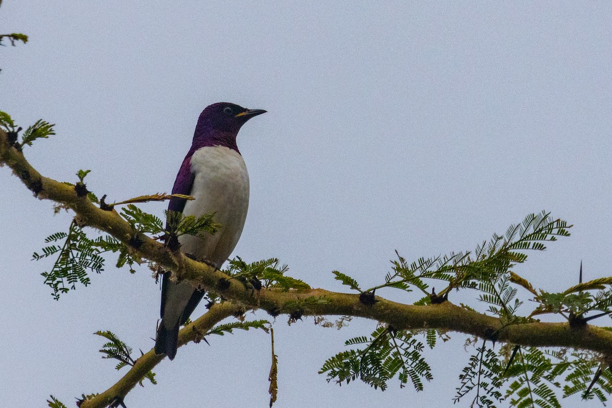 Violet-backed Starling - ML637751385