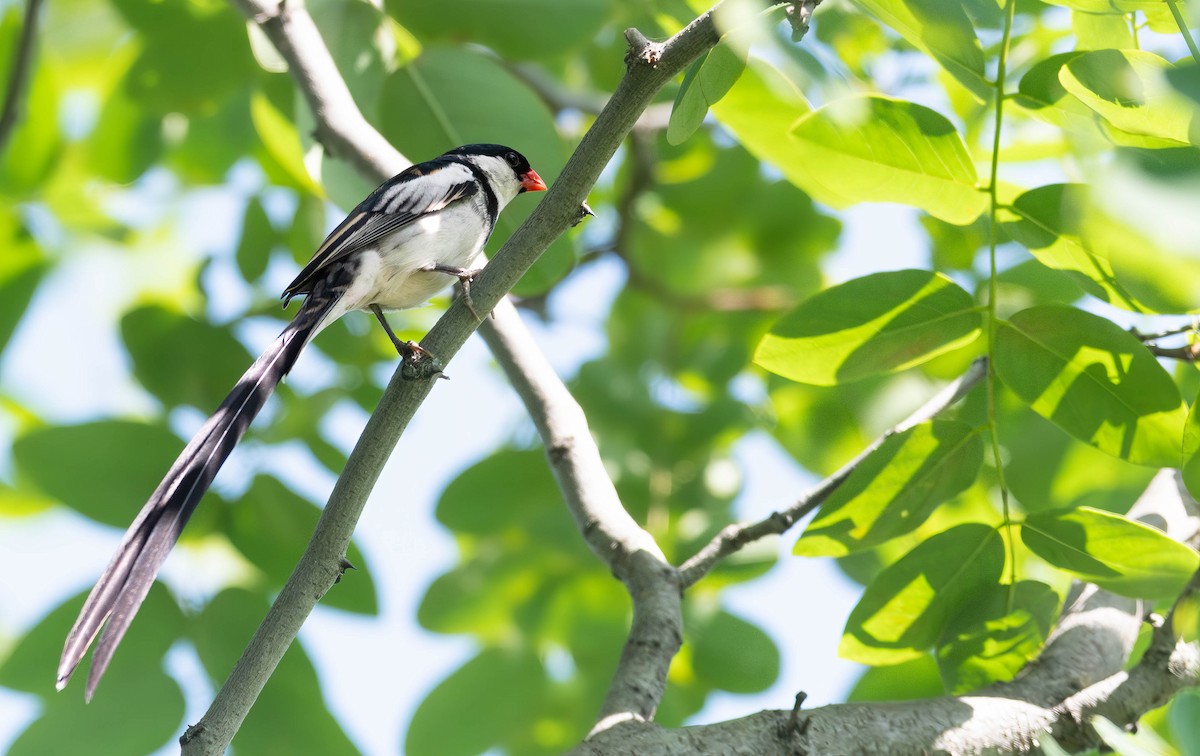 Pin-tailed Whydah - ML637751386