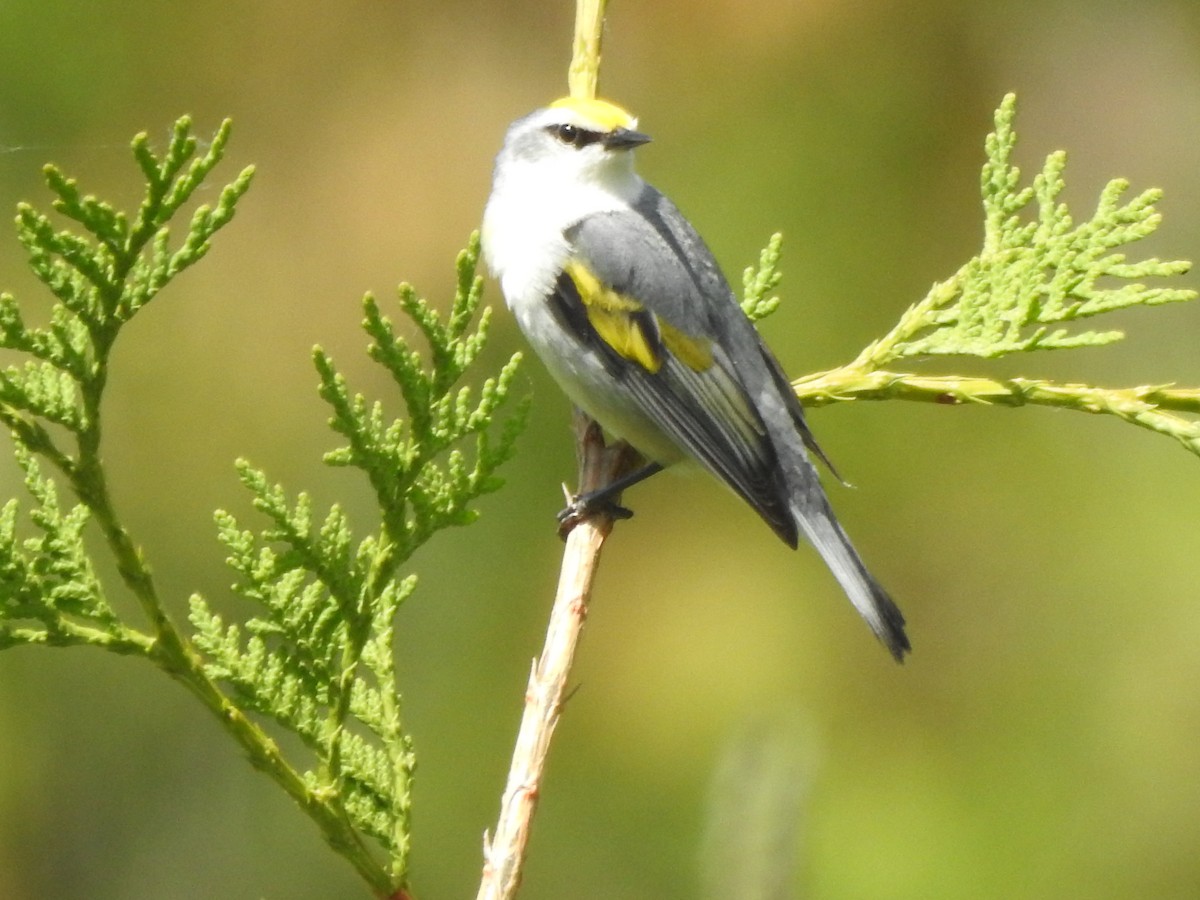 Brewster's Warbler (hybrid) - ML637751388