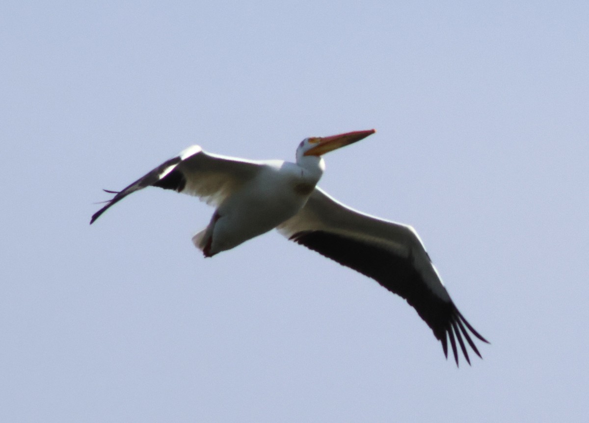 American White Pelican - ML637751389