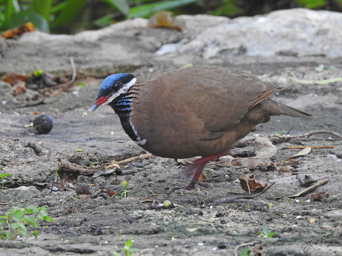 Blue-headed Quail-Dove - ML637751390