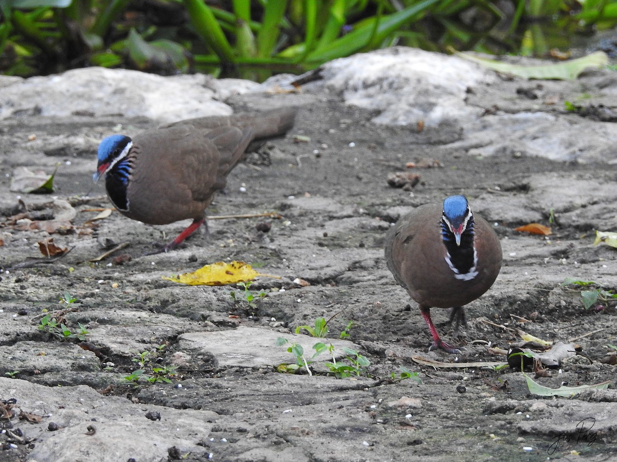 Blue-headed Quail-Dove - ML637751391