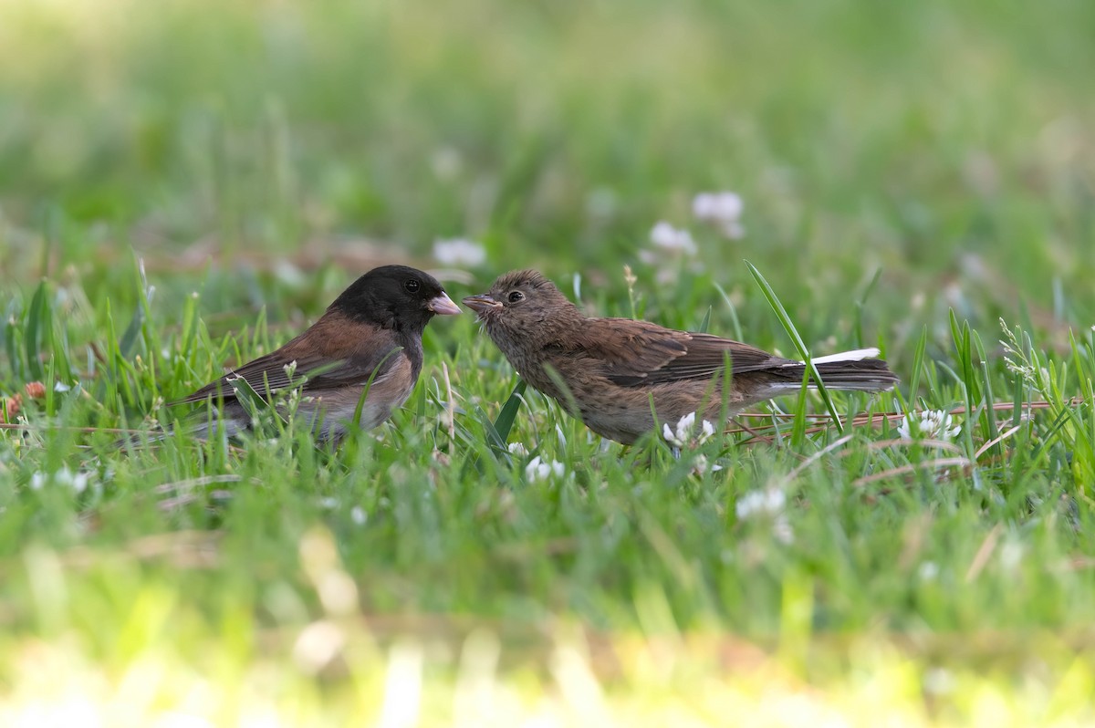 Dark-eyed Junco - ML637751392