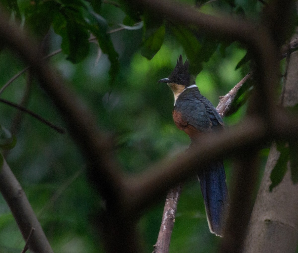 Chestnut-winged Cuckoo - ML637751394