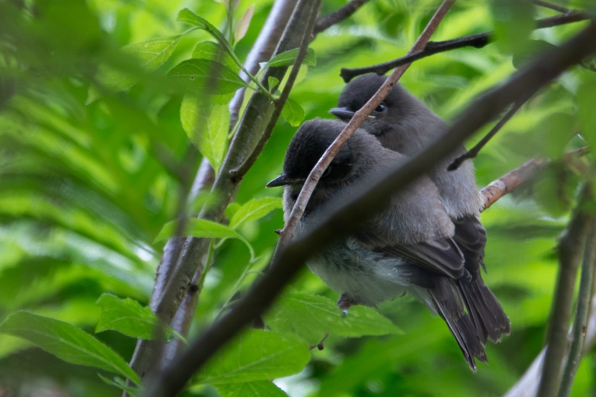 Eastern Phoebe - ML637751395