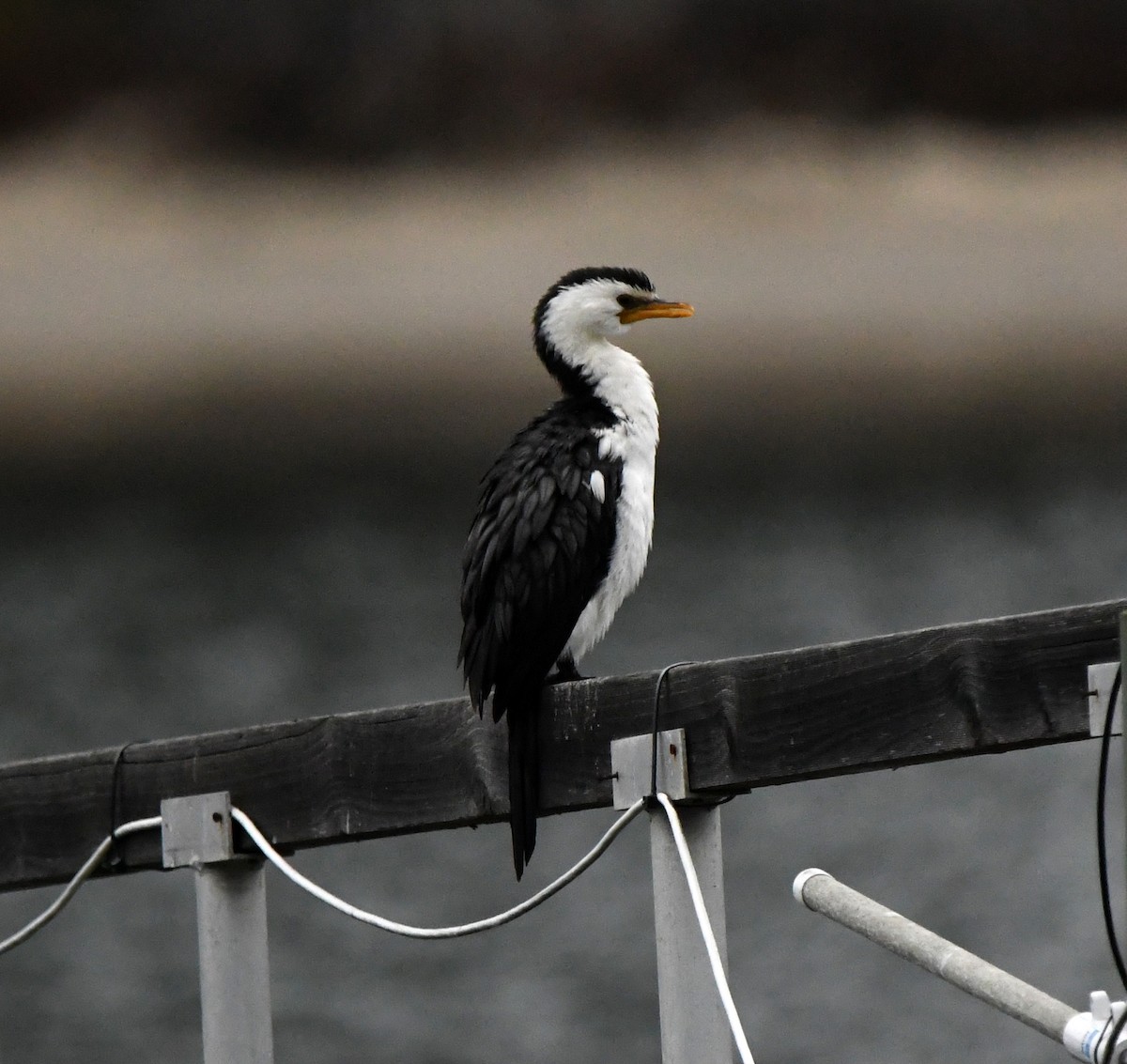 Little Pied Cormorant - ML637751423