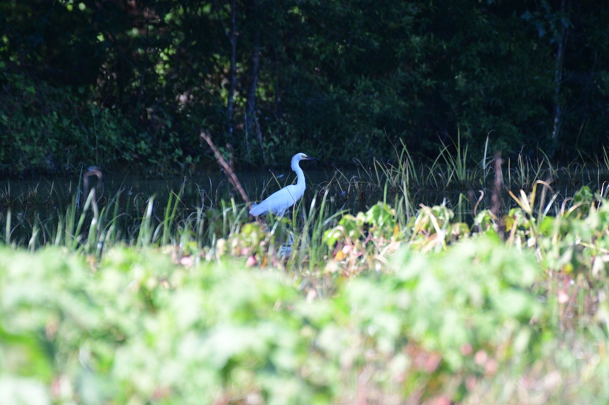 Snowy Egret - ML637751424