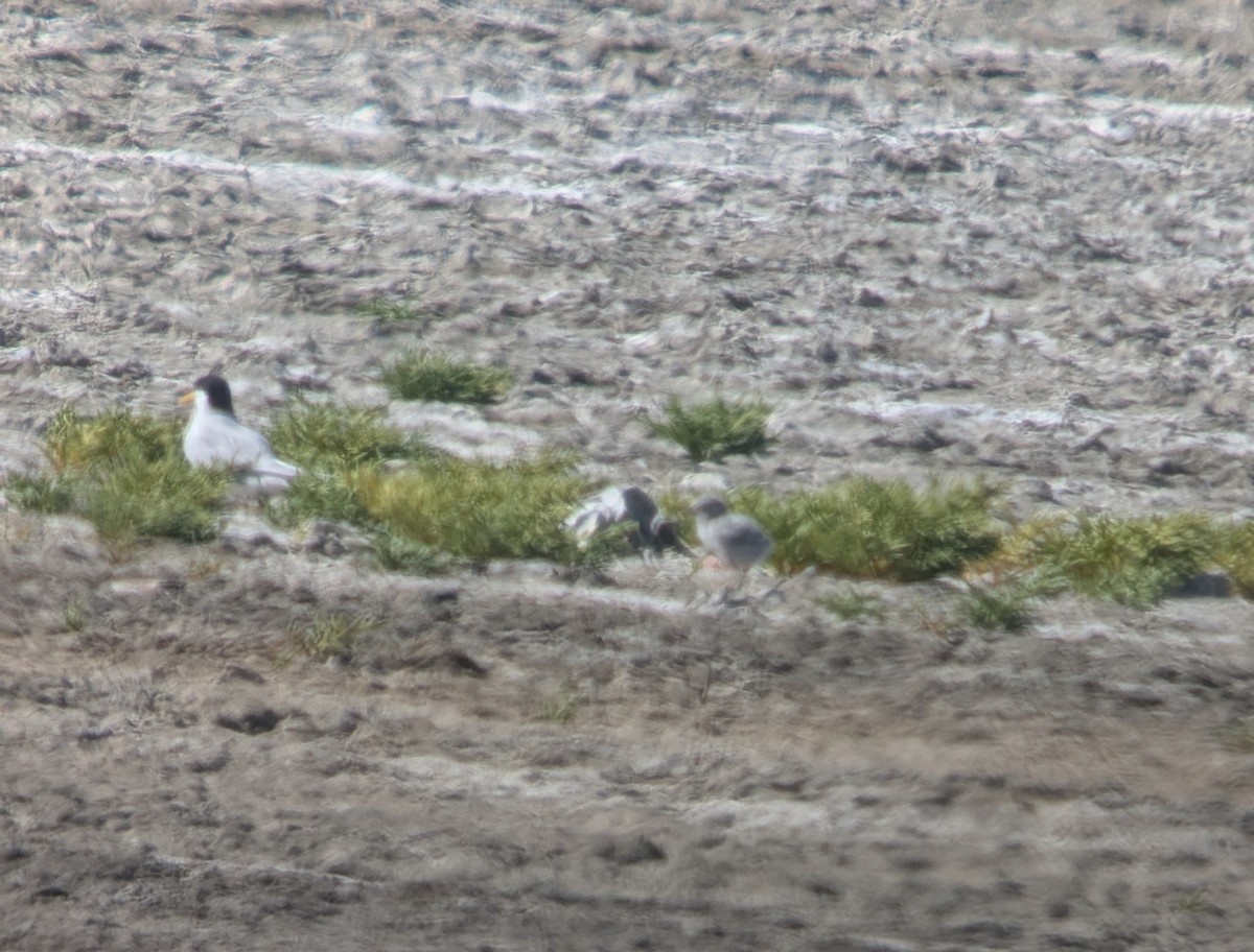 Least Tern - ML637751425