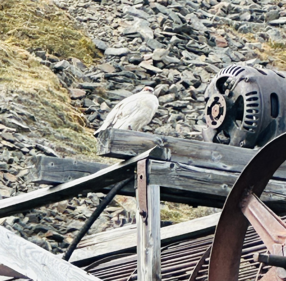 Rock Ptarmigan - ML637751427