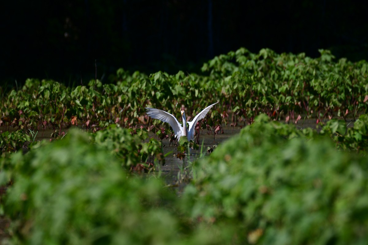 Western Cattle-Egret - ML637751429