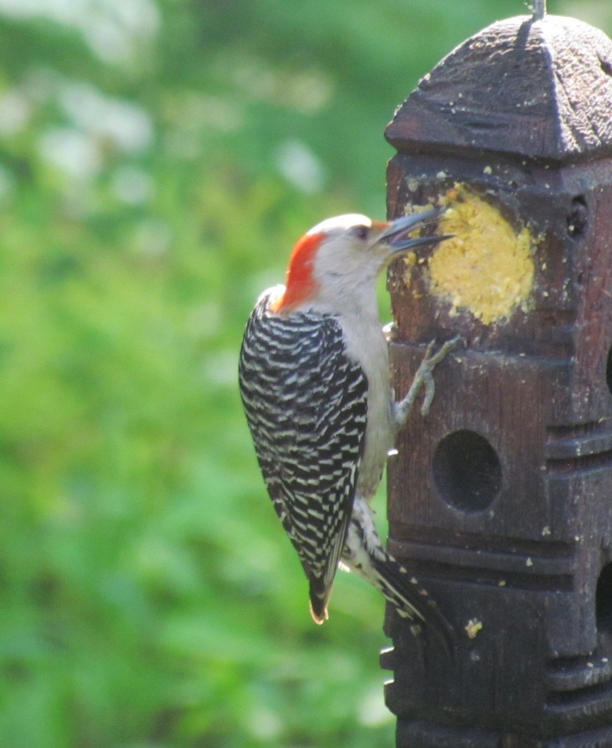 Red-bellied Woodpecker - ML637751430
