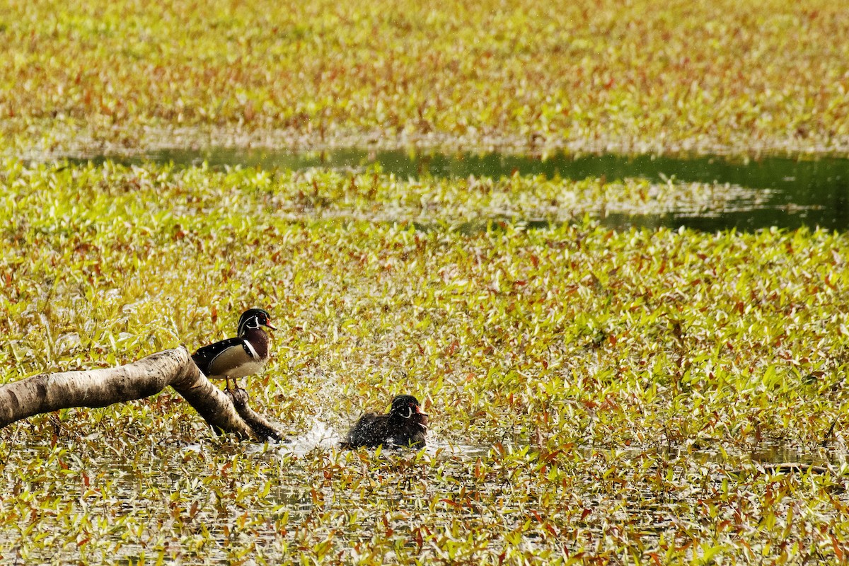 Wood Duck - ML637751431