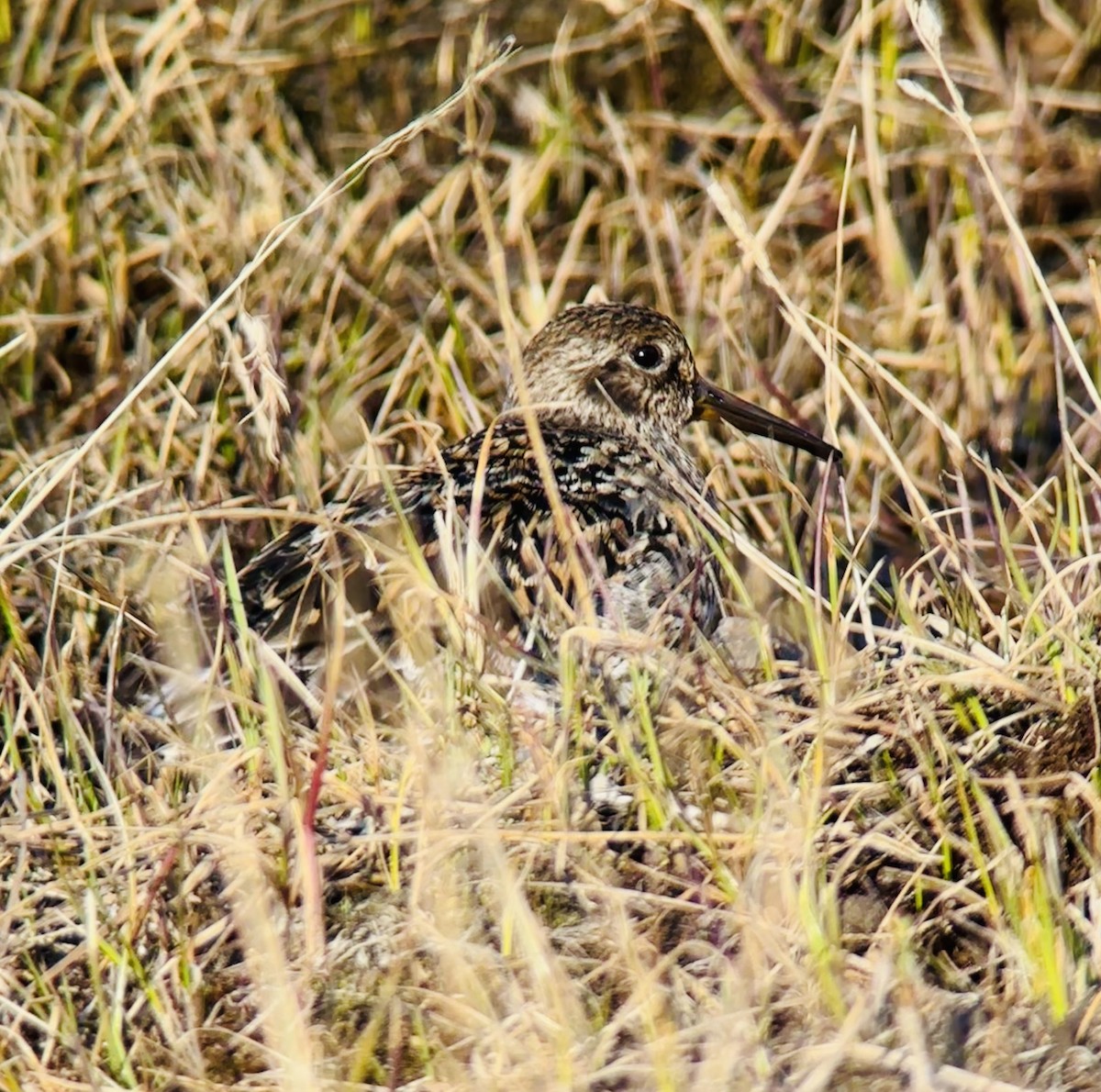 Purple Sandpiper - ML637751432