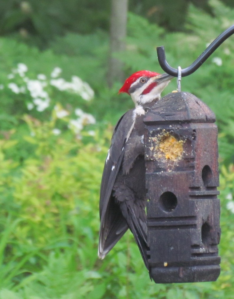 Pileated Woodpecker - ML637751434