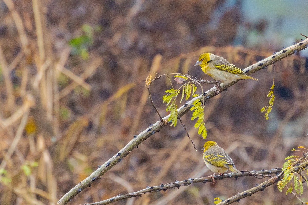 Village Weaver - ML637751436