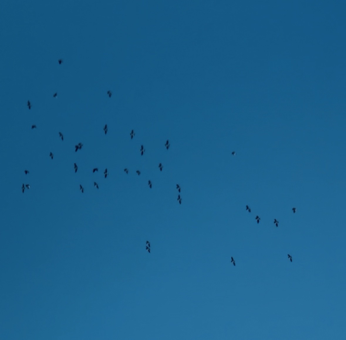 Dovekie - ML637751437