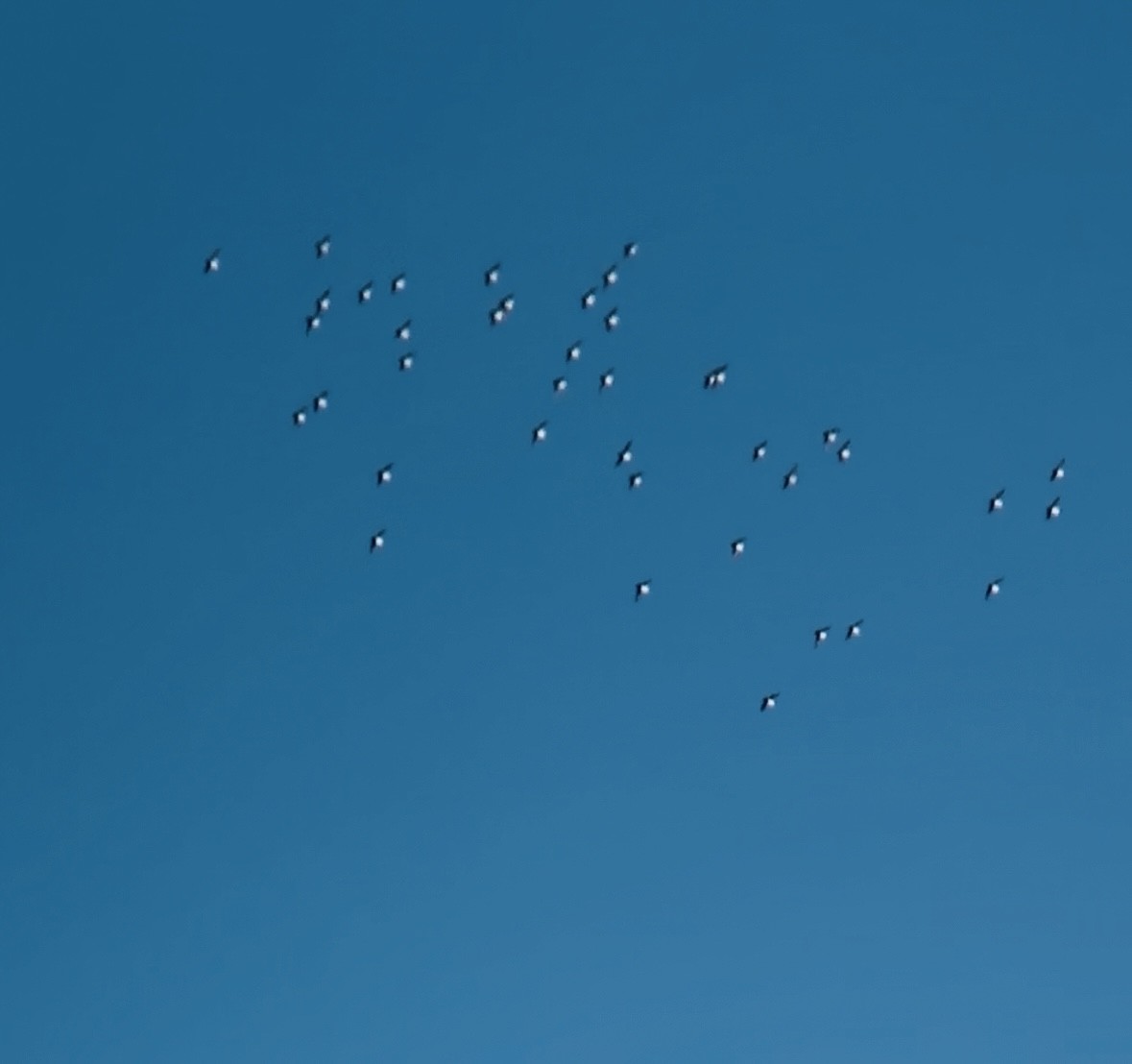 Dovekie - ML637751438
