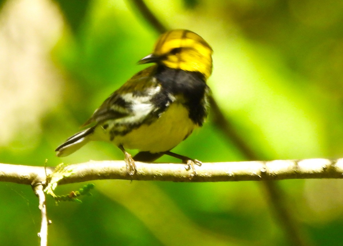 Black-throated Green Warbler - ML637751439