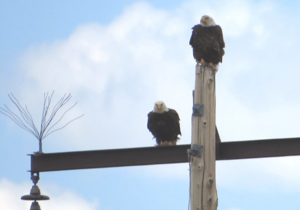 Bald Eagle - ML637751440