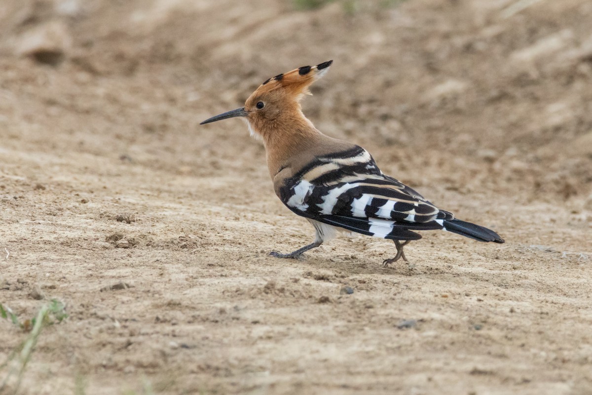 Eurasian Hoopoe - ML637751441