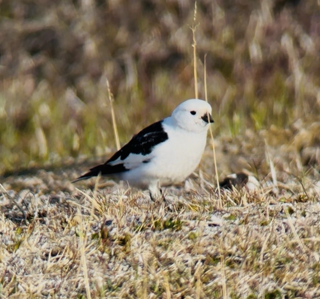 Snow Bunting - ML637751443