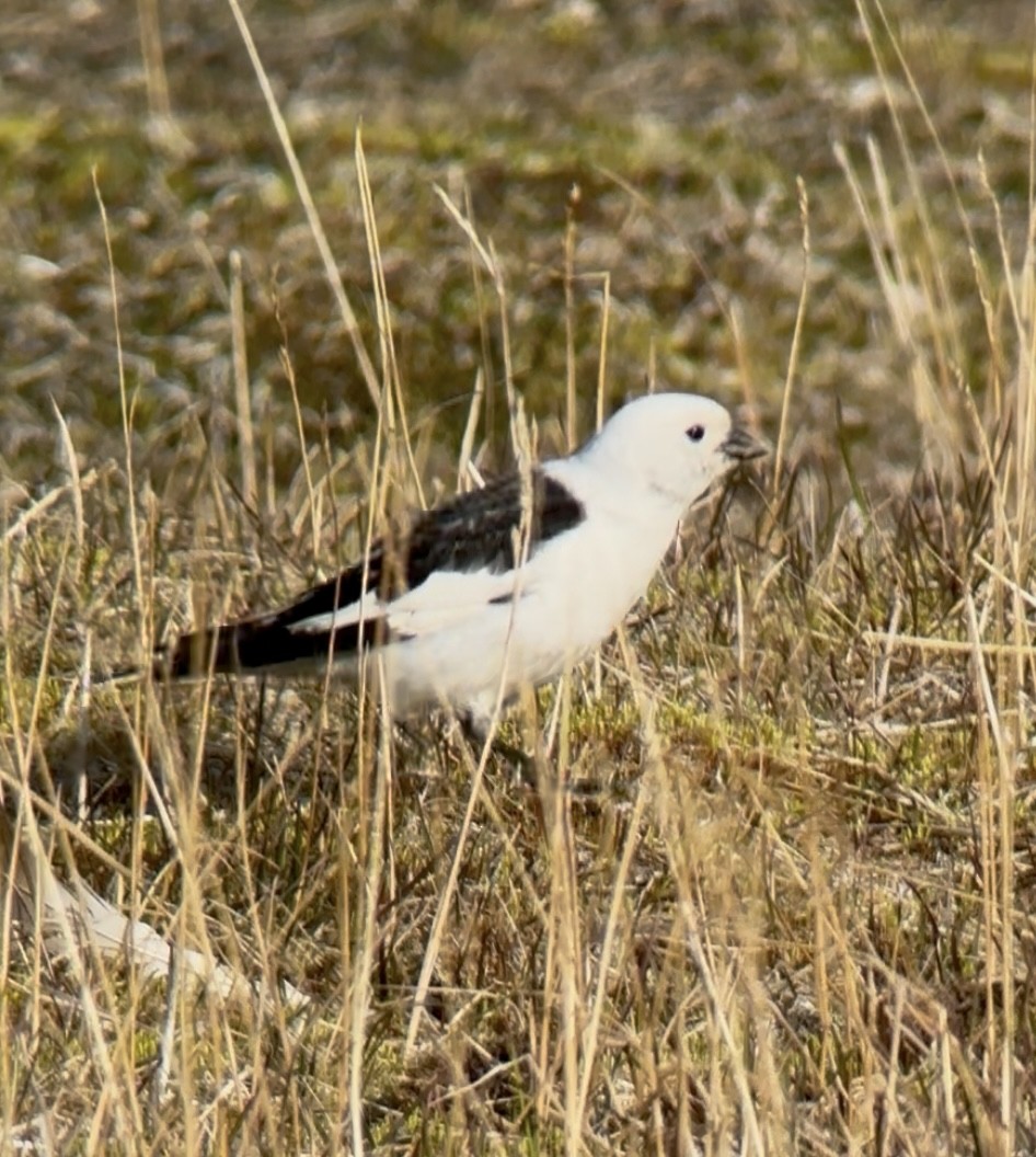 Snow Bunting - ML637751444