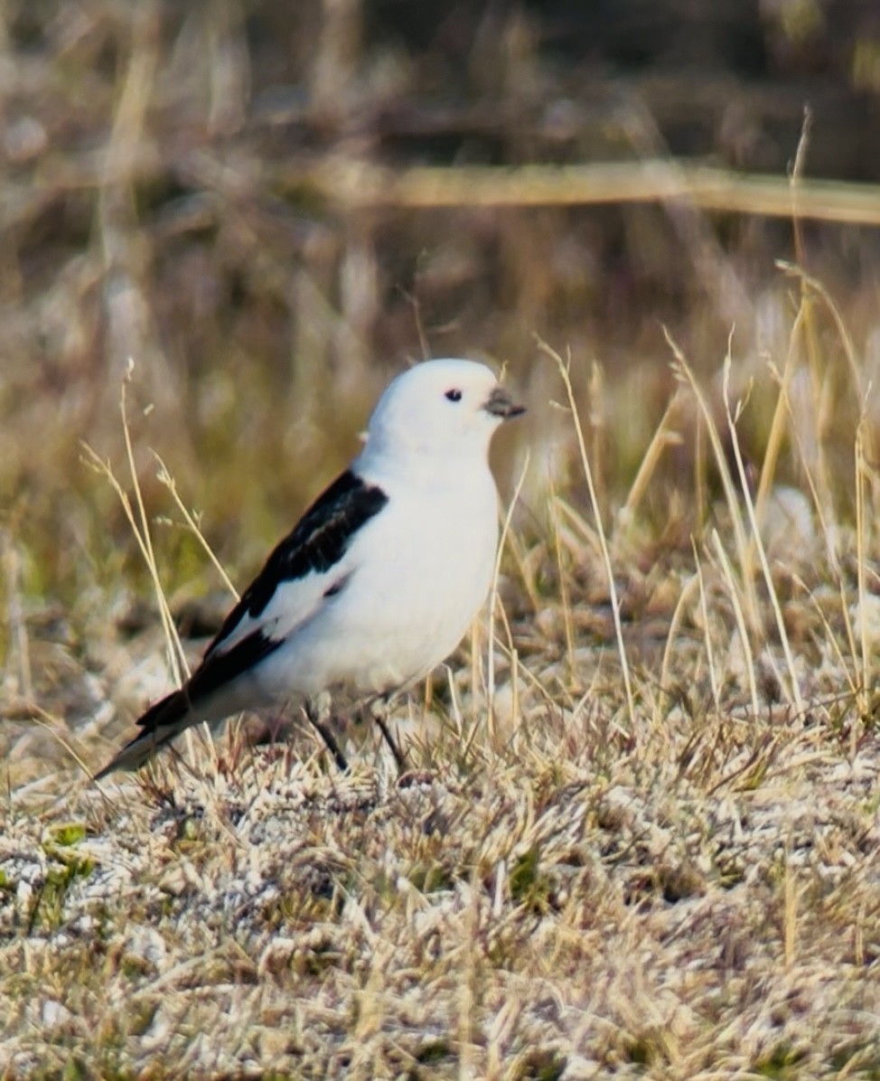 Snow Bunting - ML637751445