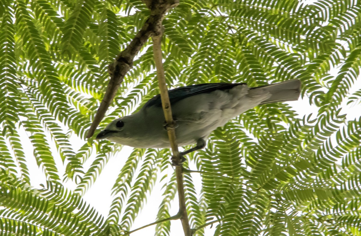 Blue-gray Tanager - ML637751446