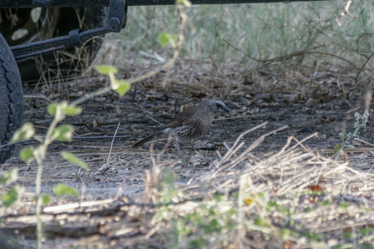 Hartlaub's Babbler - ML637751448