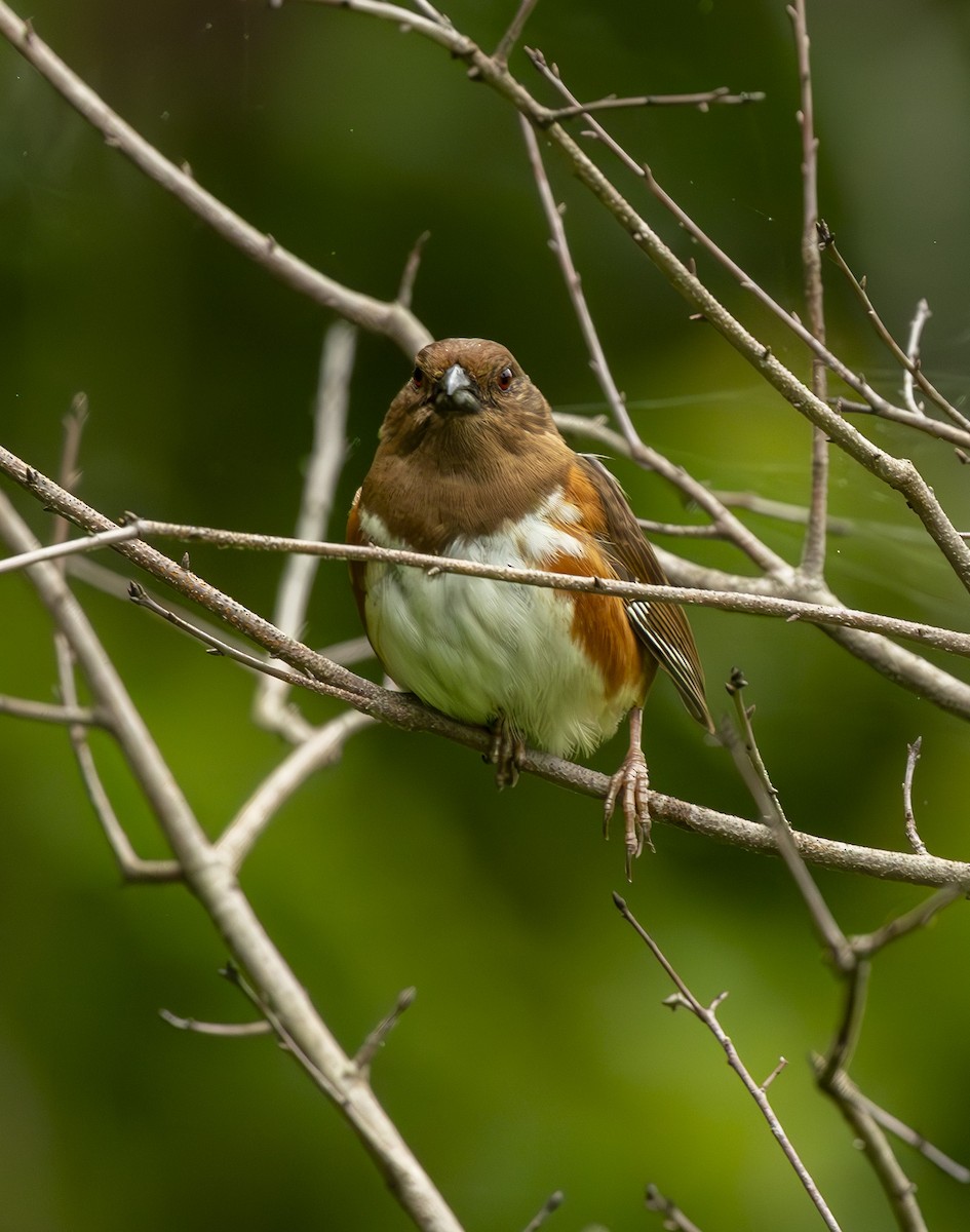 Eastern Towhee - ML637751449