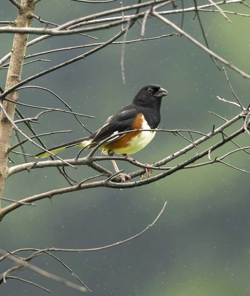 Eastern Towhee - ML637751450