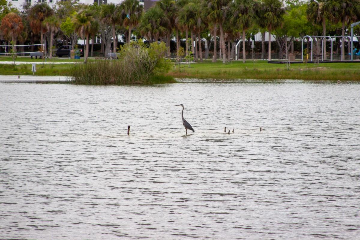 Great Blue Heron - ML637751451
