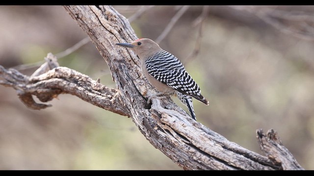 Gila Woodpecker - ML637751452