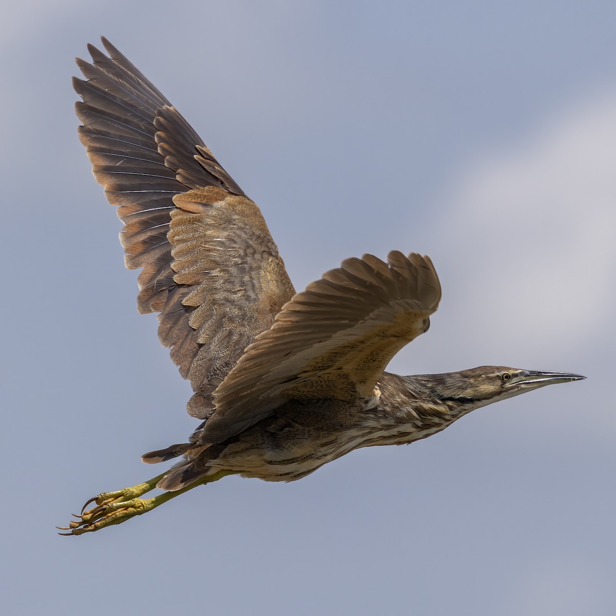 American Bittern - ML637751453