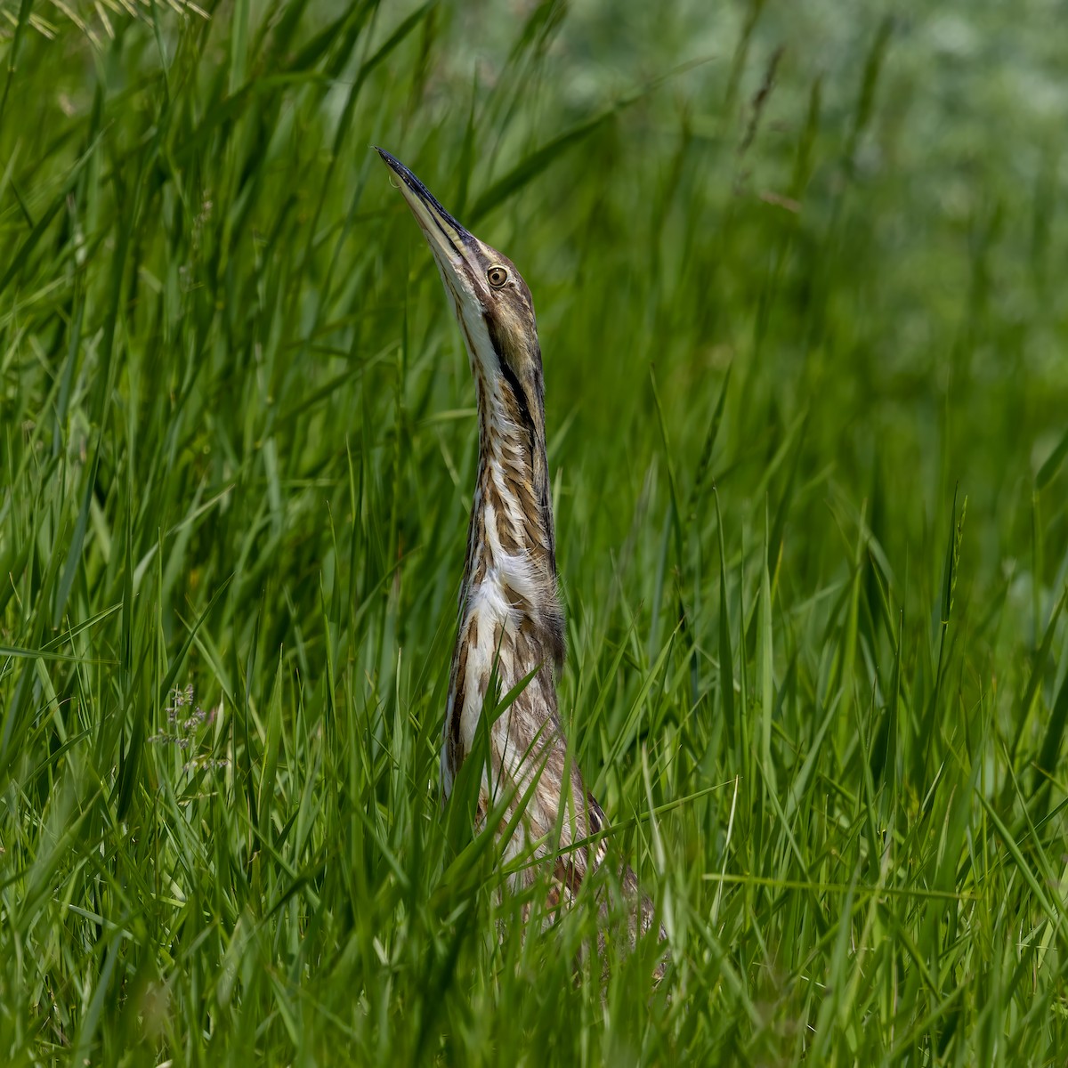 American Bittern - ML637751455