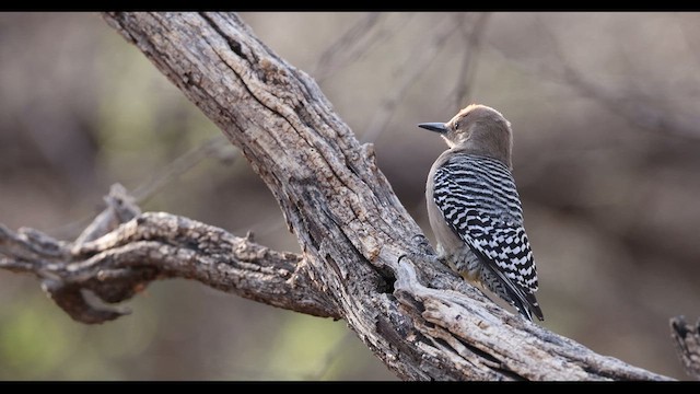 Gila Woodpecker - ML637751461
