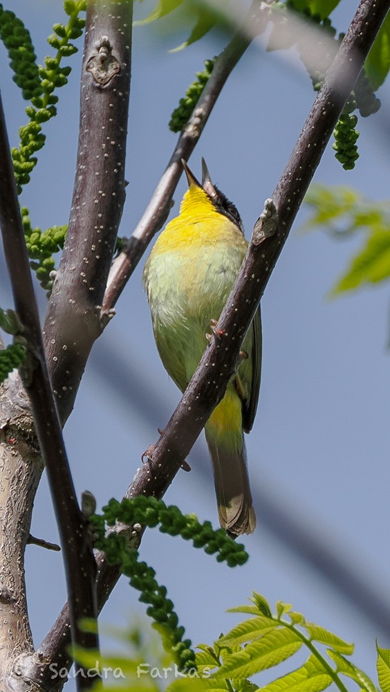 Common Yellowthroat - ML637751470