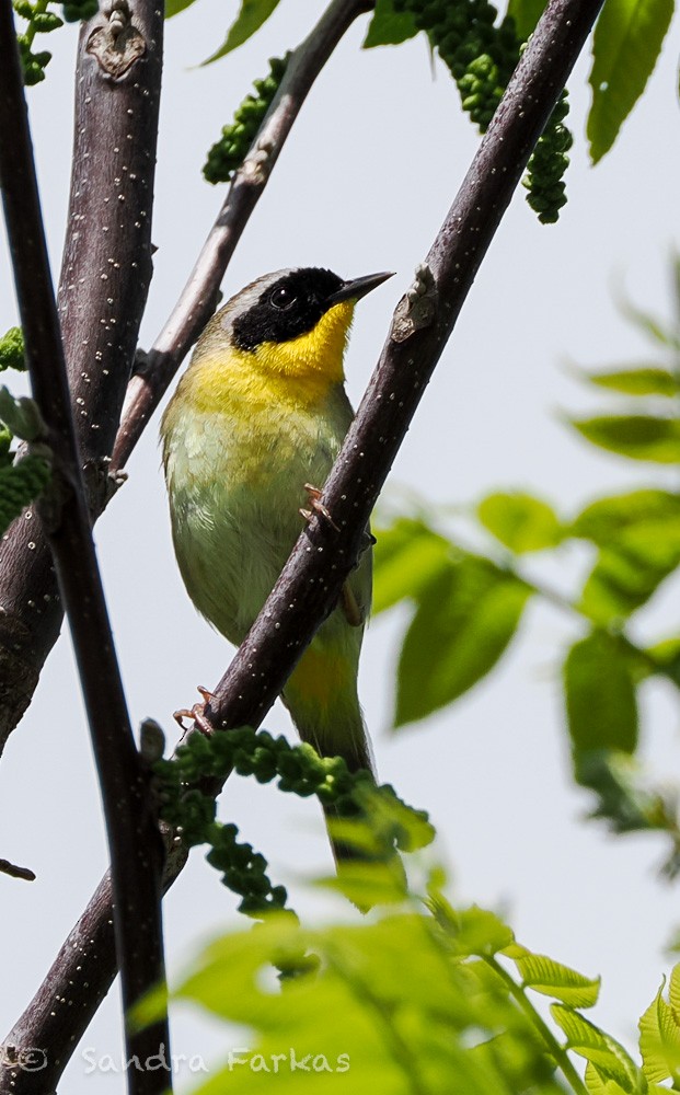 Common Yellowthroat - ML637751471