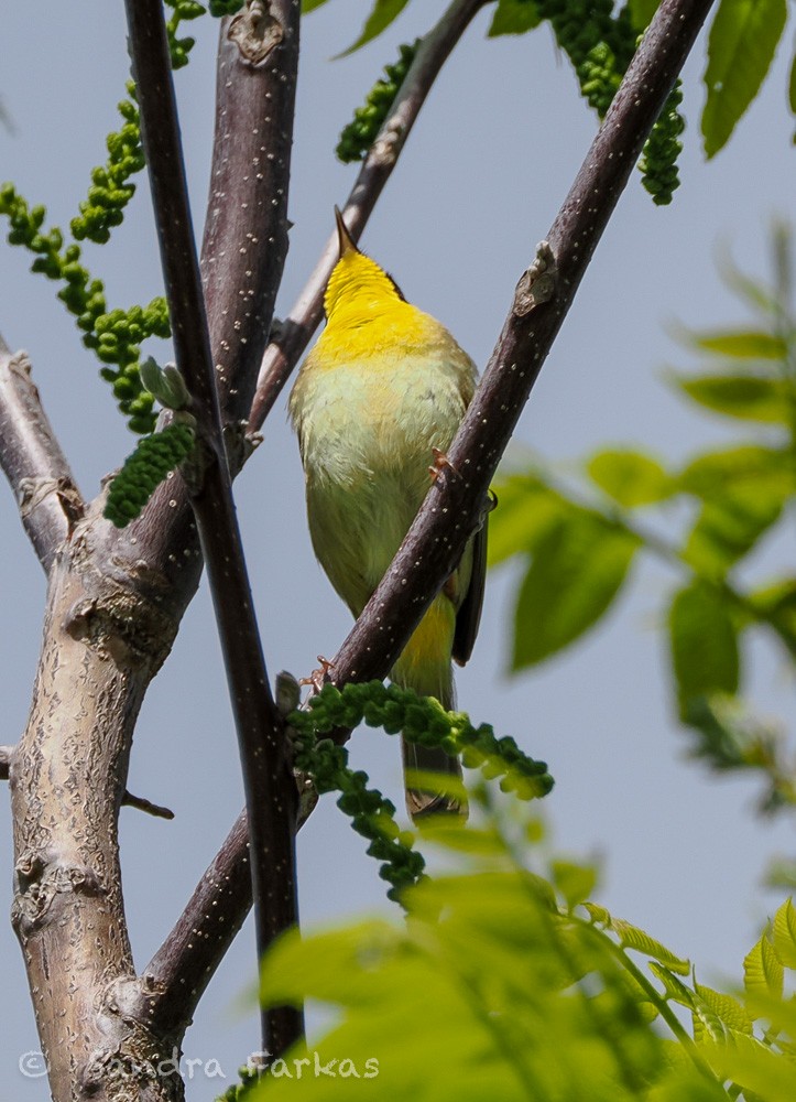 Common Yellowthroat - ML637751472